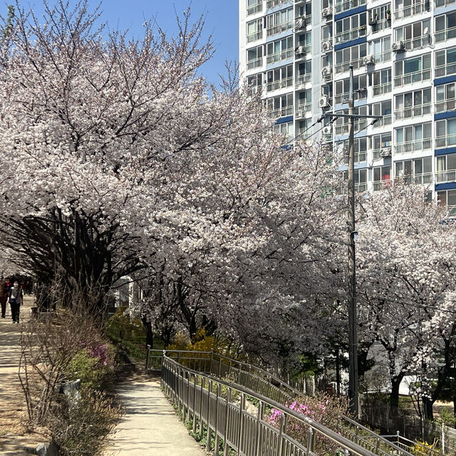 【大邱峨洋橋河畔】漫步櫻花隧道中🌸