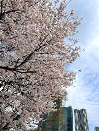 韓国/ソウル【ソウルの森】桜のおすすめスポット