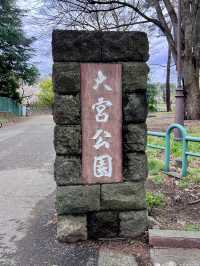 【埼玉大宮】桜の名所大宮公園✨