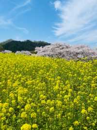 【奈良県】桜が美しい春の国営飛鳥歴史公園