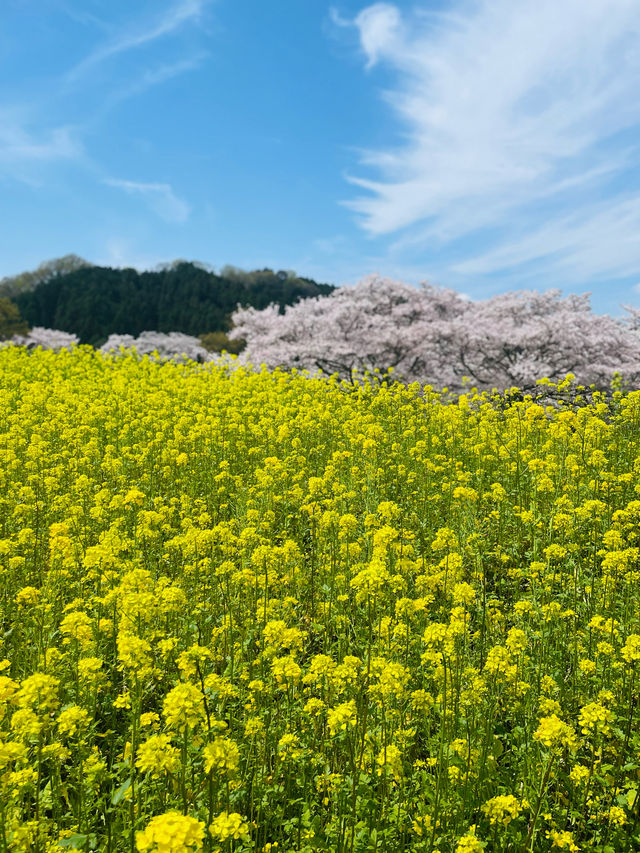 【奈良県】桜が美しい春の国営飛鳥歴史公園