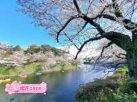 【東京】🌸千鳥淵櫻花🌸盛開，限時春季體驗