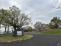 福岡・東区。さくらの並木道がオススメ。春の『みなと100年公園』