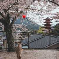 觀音寺下公園：賞櫻必遊景點