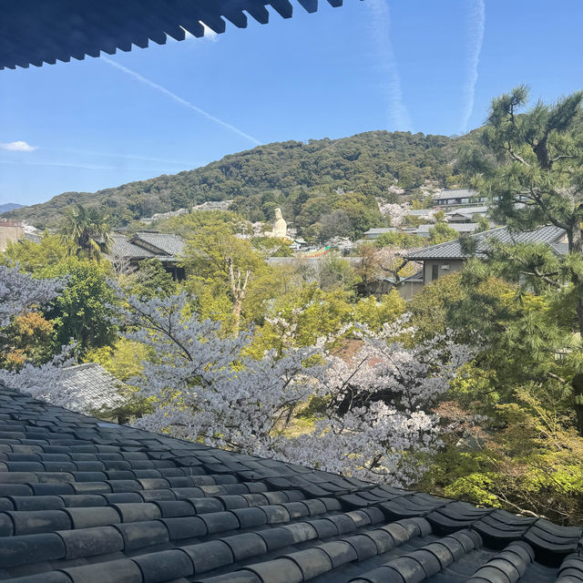 京都の綺麗な桜達🌸