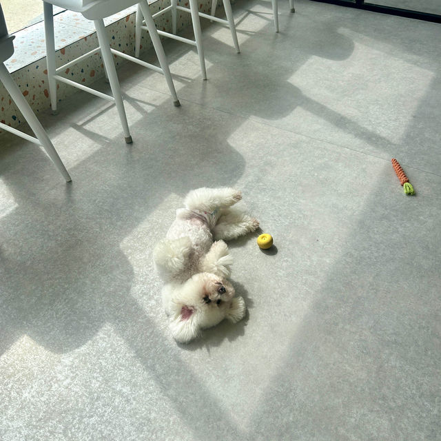 광안리 여행 이색 데이트 코스, 도그민