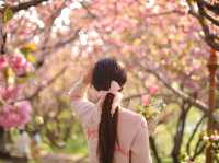 부산 겹벚꽃 제일 예쁜 민주공원🌸