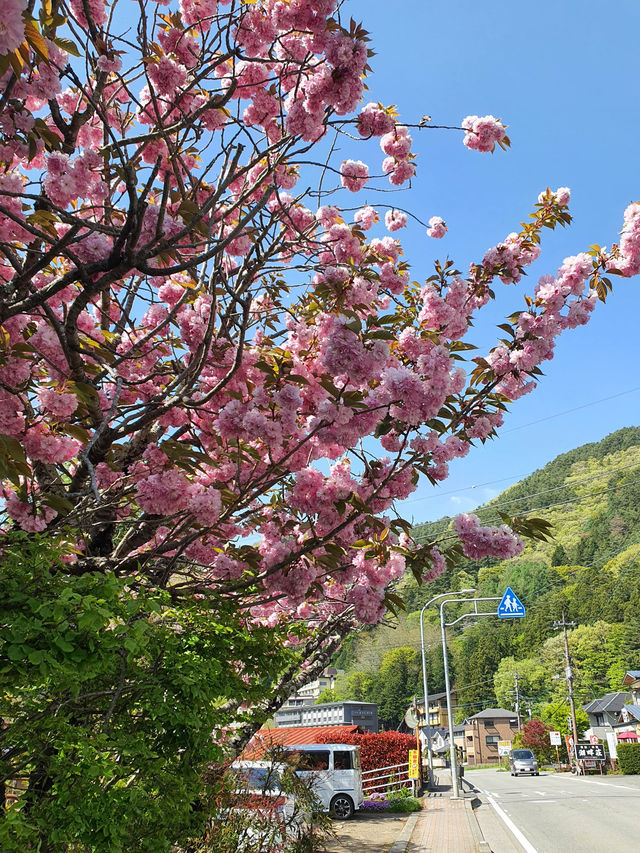 🌸Kawaguchiko🌸Japan🇯🇵