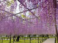 ชมดอกวิสทีเรีย (Wisteria) ใกล้นาโกย่า🪻