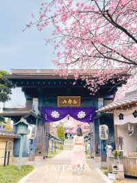【埼玉】密蔵院に咲く濃いピンクの桜