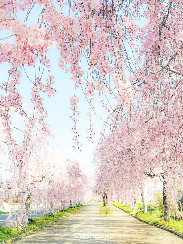 【福島】どこまで行ってもしだれ桜