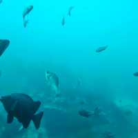 【千葉県】天然の水族館！勝浦海中公園展望台°･🐠