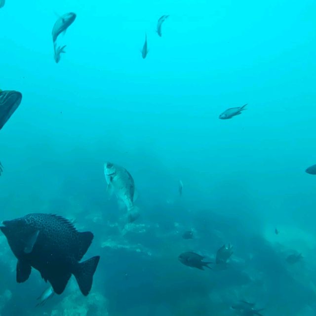 【千葉県】天然の水族館！勝浦海中公園展望台°･🐠