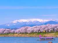 白石川堤一目千本櫻
