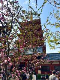 東京　東京観光　やっぱり浅草寺は外せない！2024桜の浅草寺