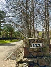 札幌　札幌観光　札幌観光定番 円山公園の桜を見てきたよ！