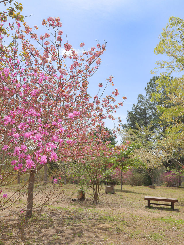 【栃木】茂木町　自然溢れる花の山で春探し