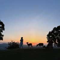 【吉隆坡】鹿園：野生動物與大自然的完美結合，讓您親近奇珍異景