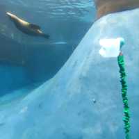 墨爾本動物園 Melbourne Zoo 