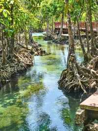 เที่ยวธรรมชาติ ป่าชายเลน ท่าปอมคลองสองน้ำ