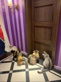 【東京】猫好き集まれ～!!かわいい猫カフェで癒されたい🤍