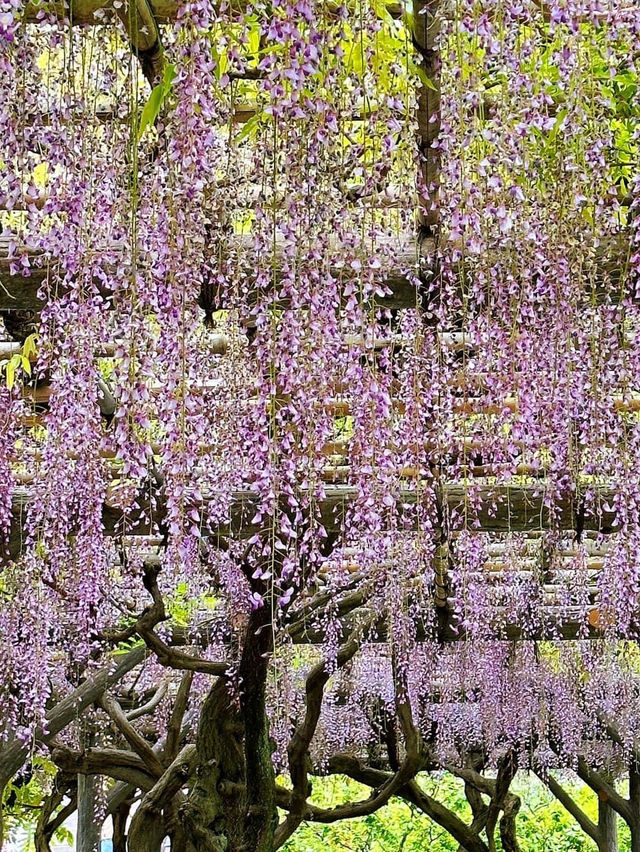 東京龜戶天神社