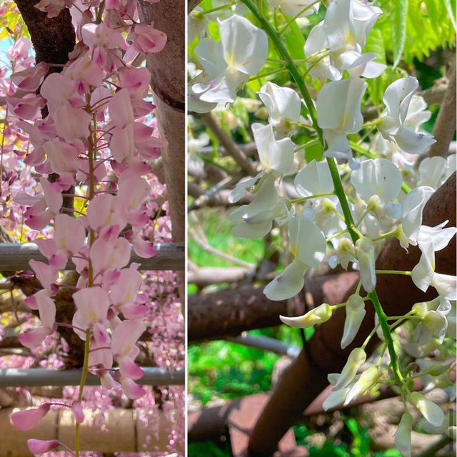 【福岡観光】藤の花のアーチが圧巻