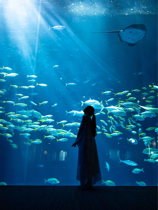 SNSで人気のあの水槽🐠🫧『四国水族館』