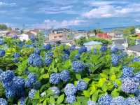 秋田北浦雲昌寺繡球花