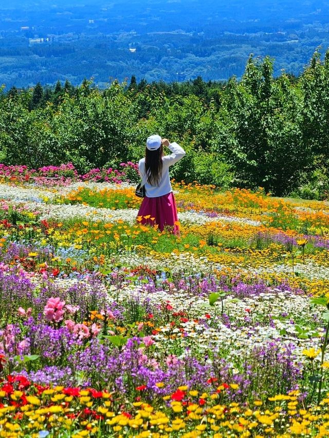 【大分/天国の花畑】天空に見たこともない美しい場所があった！！