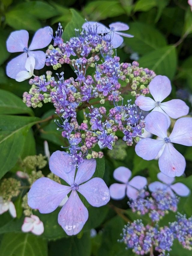 日本京都-賞花踏青的好去處：京都府立植物園