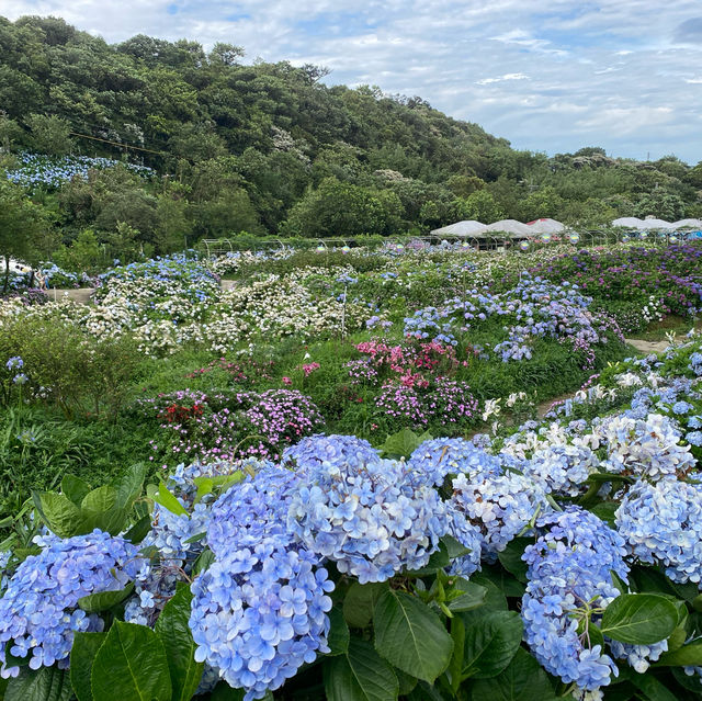 高家繡球花第三園區 萬里 陽明山 夏天必賞