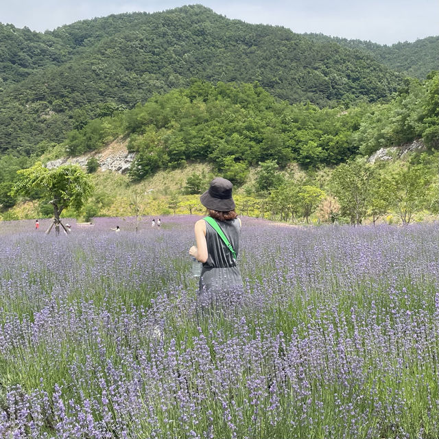 동해 무릉별유천지 보라빛 물결 라벤더축제 💜