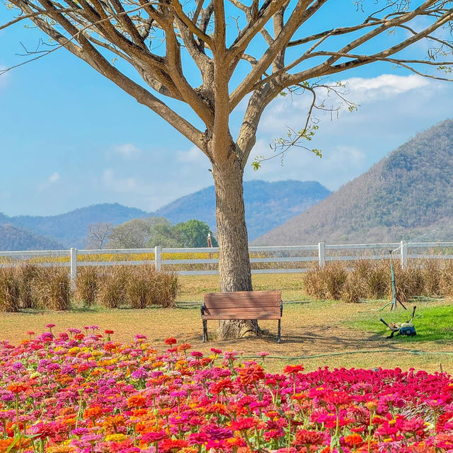 มาขับรถเที่ยว ตะลอนฟาร์มโชคชัย นครราชสีมา