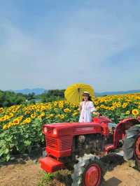 백일홍도 볼 수 있는 함안 해바라기 마을🌻