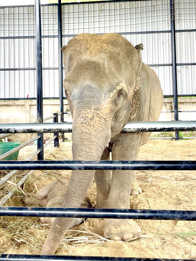 ตะลุยสวนสัตว์ Sriayuthaya Lion Park