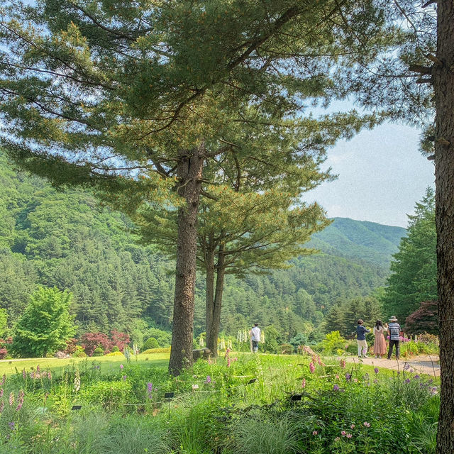 경기도의 여름을 느낄 수 있는 아침고요수목원