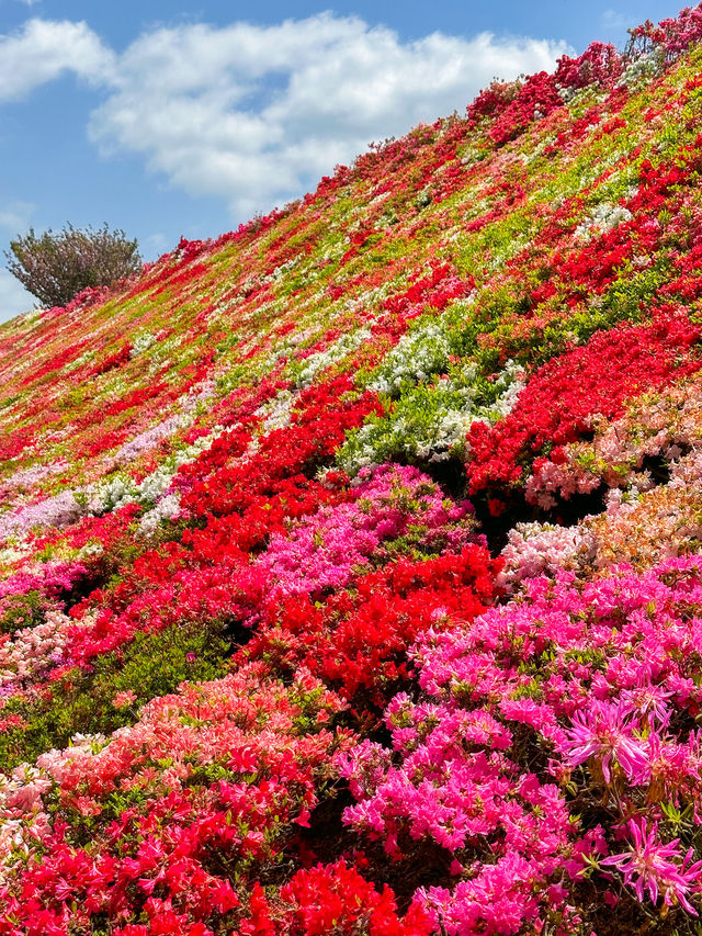 ツツジの山の圧倒的存在感と美しさ、松本ツツジ園