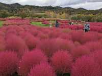 日本北海道-上萬株由綠轉紅的可愛波波草：由仁花園 Yuni Garden