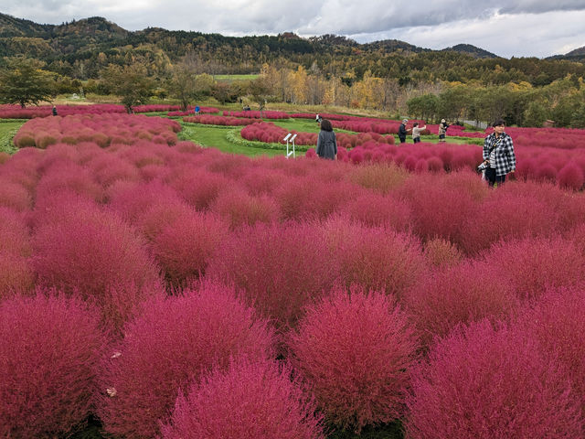 日本北海道-上萬株由綠轉紅的可愛波波草：由仁花園 Yuni Garden