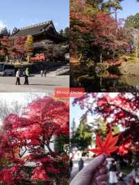 เที่ยว Nikko เมืองมรดกโลกในวันใบไม้เปลี่ยนสี 🍁⛩️