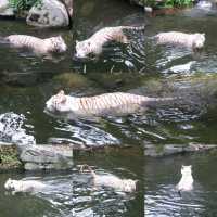 🦦🦧🦍🐟🐗新加坡奇妙野生動物園🦒🦘🐘🦚🐿️