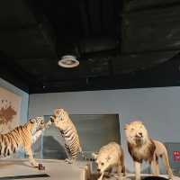 เดินเล่นกันที่ Shanghai Natural History Museum