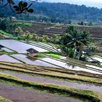 Rice Terraces