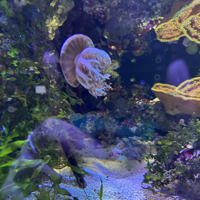 芝加哥海洋博物館 Shedd Aquarium ：珊瑚館，水母館，海洋奇觀等你來！」