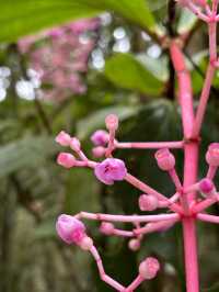 A Walk To Remember: Breathtaking Kinabalu