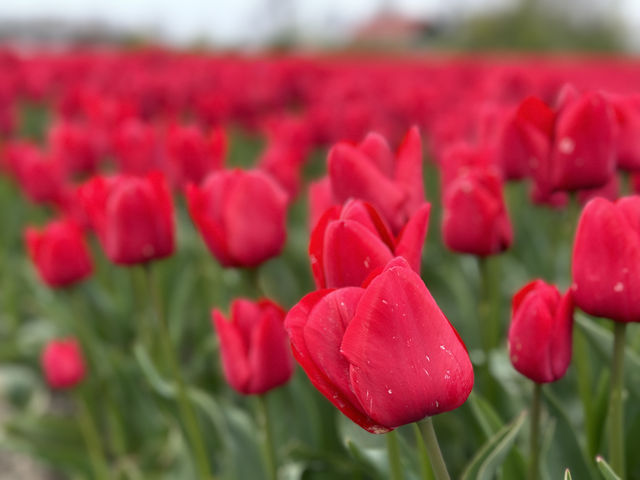 荷蘭🇳🇱公路旅行隨處可見的鬱金香花園