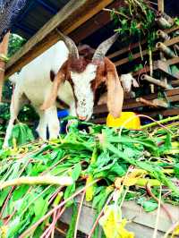 Cute Farm Animals at Mu Mu Farm 