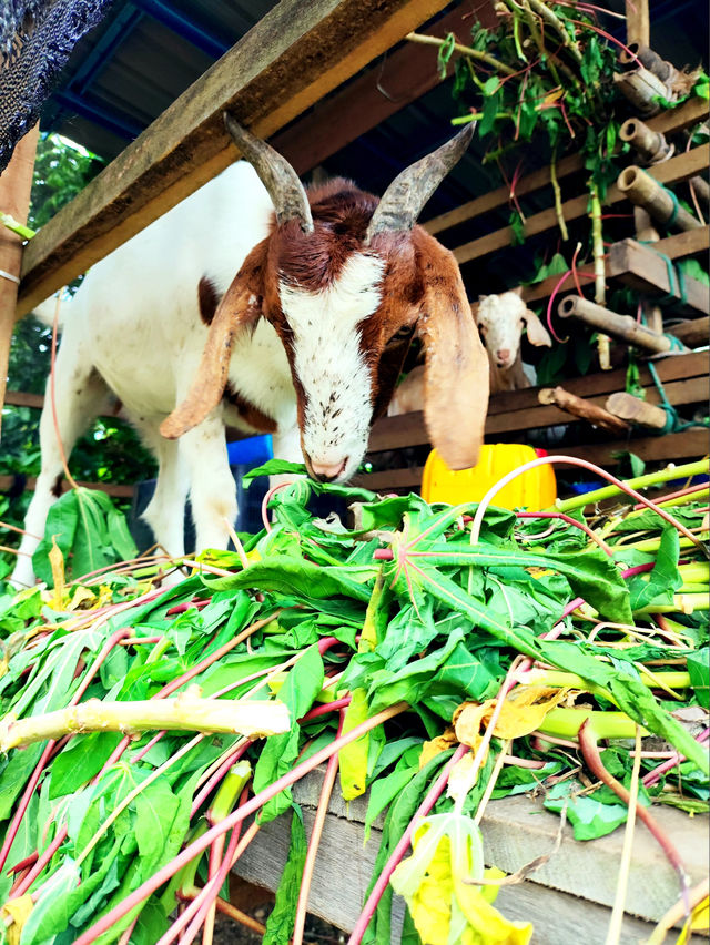 Cute Farm Animals at Mu Mu Farm 