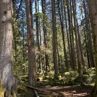 【バンクーバー inカナダ】🇨🇦Lynn Canyon Park 〜カナダの軽井沢〜